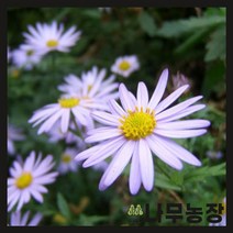 (나무농장) 야생화 쑥부쟁이 포트 ( 5주묶음 )