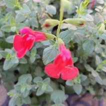 [성심] 체리세이지(소)049, 1개