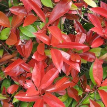 홍가시(레드로빈)수고50~60cm(4주묶음)묘목/F2052, 1개