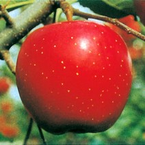 사과 (홍로) 결실주(분) 나무 D11