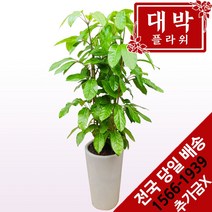 대박플라워 대엽홍콩 개업화분 집들이 인테리어 공기정화식물 관엽식물 꽃배달