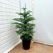 아라우카리아, 1개