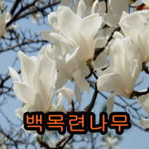 백목련 접1년생 3그루 나무 묘목 목련나무