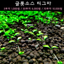 [수초아쿠아] 글롯소스 티그마 초보수초 인기수초 구피 새우 은신처 어항수초 수초맛집 득템수초 전경수초, 30뿌리