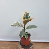 수채화고무나무(1 랜덤)