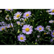 벌개미취 씨앗 습지나 계곡주변에서 물이 많은 곳에서 자생하는 한국특산식물 소포장 500립