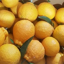귀덕농원 노지 한라봉선물용<대과>3kg 7~10과/5kg12-17과/10kg35과, <5kg12-17과>” class=”wr-img”></a></div></div></div></div><div class=