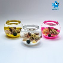 마리모 키우기 유리원형볼 8cm A형 DIY키트 세트 테라리움, 노랑