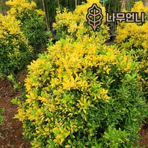 사철나무 황금사철 상록수 정원수 조경수 나무언니, 황금사철 4치포트(10개세트)