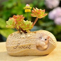 하비스 루고 인테리어 미니 다육이 화분 다람쥐 파티 땅콩냠..., 단품