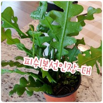 꽃나라엘리스 피쉬본선인장-대-꼬불꼬불 모양이 생선뼈를 닮았다고해서 붙여진 생선뼈선인장, 1개