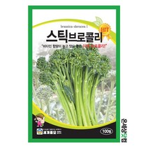 스틱브로콜리 100립 / 브로콜리 씨앗 종자 쌈채소 텃밭 이색 줄기