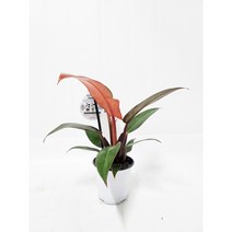 필로덴드론썬레드 소품 아쿠아플랜츠 물보충식물 필로덴드론선레드 [박씨농원]