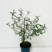 미스터허브 실내 공기정화식물 식용허브 키우기 화분 분갈이 인테리어 식물, 05_로즈마리