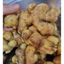산지직송 국내산 햇생강 1kg 생강 흙생강 햇생강1kg 특상품 흙 햇 국산햇생강1kg 싱싱한햇생강 수확, 1개