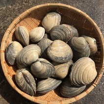 대합1kg 개조개 제철 캠핑모듬조개 해산물 수산물 어패류 바지락 째복 명주 비단 갈미 백합조개 백상합 모시 뿔소라 대왕 참가리비구이 키조개 전복 삐뚤이소라 밀고동 돌조개 흠스수산, 2개, 2kg