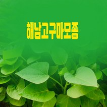 예약 해남 꿀 호박 밤 고구마 모종 종자 종순1kg 3kg 5kg 10kg 20kg 고구마순 고구마싹 판매, 꿀모종20kg, 화요일발송
