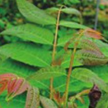 참죽나무종자 참죽나무 식용 목재 조각 식물 씨앗 품종 종자 500립-72394EA, CR_ 본상품선택