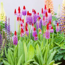 [모야모 꽃씨] 비알리앵초(Primula vialii) 30립 씨앗