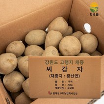 강원도 왕산면 씨감자 두백 20kg 보급종 감자씨