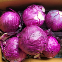 [국내산/국산] 적채 적양배추 빨간양배추 8kg 내외 자색양배추 적 자색 양배추 보라색양배추 붉은양배추, 1개