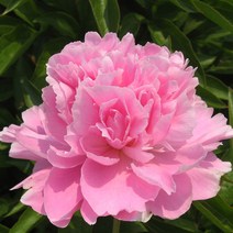 리서스원예 작약 숙근 겹꽃작약 추식구근 겹작약 뿌리묘 도화비설 2-3촉