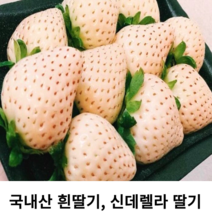 (국내산) 흰딸기 신데렐라딸기 하얀딸기 백진주딸기 설화향 백딸기 겨울 눈꽃딸기 특사이즈 고당도 500g 1kg 만년설딸기, 1kg(특사이즈)