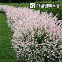 삼색버드나무 셀릭스 샐릭스 활엽수 가림원예조경, 플라밍고 셀릭스 R3cm 스탠다드형