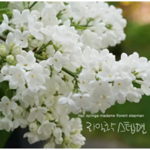 라일락 [1포트] 스텝맨 (복남이네야생화 봄 야생화 정원수 꽃나무 화이트 syringa lilac)