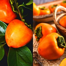 디카운티 대봉감 최고급 대봉시 홍시 고당도 홍시용 곶감용 5kg 10kg