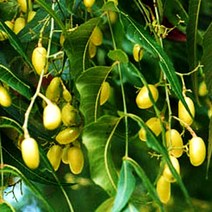 허브야 닷컴 님오일 (neem oil) 비정제 50ml