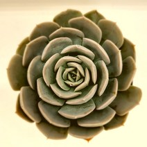 런요니136 키우기 물이 들면 예뻐지는 다육식물 랜덤, 단품