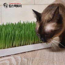 직접키운 캣그라스 생화 대용량 점보 700g 바로먹이는 고양이풀, 캣그라스생화 대용량(점보)