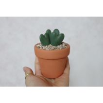 [로나가든] 축전 하트다육 코노피튬 리톱스 반려식물 선인장 꽃 키우기 인테리어 화분 선물, 옵션1(플라스틱)