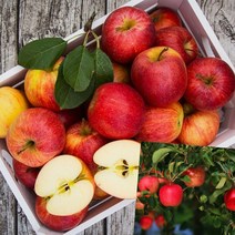 이지리치 고당도 고랭지 부사 못난이사과 5KG 21-25과 흠과사과 부사사과