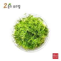 헬로아쿠아 모음)초보수초 200종모음전 쉬운수초 어항장식 열대어 어항꾸미기 수족관꾸미기, 73번) 리시아 플루이탄스 소스컵포장 1컵