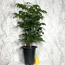 녹보수 녹보수나무 녹보수화분 거실화초, 1개