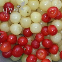 [나무인] 흰앵두나무묘목