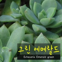 허브여울다육 그린에메랄드 (Echeveria Emerald green) 지름 15cm 중품화분, 1개