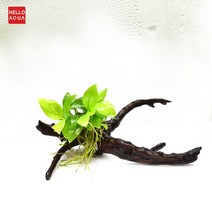 수초-가지유목 골든 나나 1포트 활착-수족관 어항장식, 없음