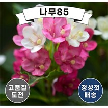 (나무85) 삼색병꽃 5치 포트