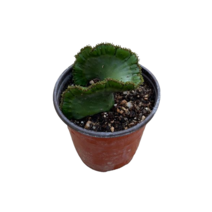 그린플랜트 다육식물 청산호철화 1+1