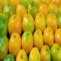 제주 하우스 감귤 고당도 2kg 소과 중과 대과, 로얄소과 2kg