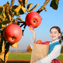욜케이유 부사 꿀 사과 맛있는 정품 못난이 주스용 가정용 흠집 경북 충주 거창, 정품 꼬마과 25-28과 5kg