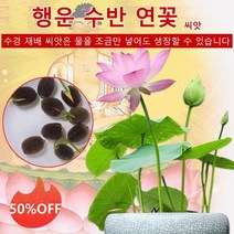 1+1 관상용 수반 연꽃 미니연꽃 식물 미니연꽃키우기 수경식물 실내식물 연꽃 씨앗, 혼합색 연꽃씨 20톨, 20개X20