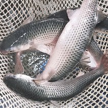 숭어회 보리숭어 밀치 밀치회 활어회 필렛 500g, 옵션1. 숭어(밀치)필렛 500g