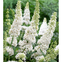 붓들레아-화이트 8cm포트 3개 노지월동 다년초 [케이야생화]