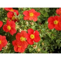 피어나라야생화 물싸리 (마리안 레드로빈)