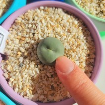 플아가든 코노피튬 화분세트 키우기쉬운 희귀 다육 반려식물, 칼큘러스 (3-4년생이상), 1세트