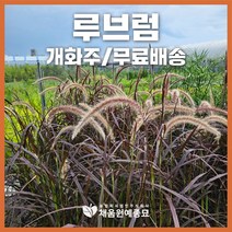 채움원예종묘 그라스 루브럼 7호화분 개화주 수크령 억새 갈대 사초 정원 조경, 루브럼(7호화분), 1개